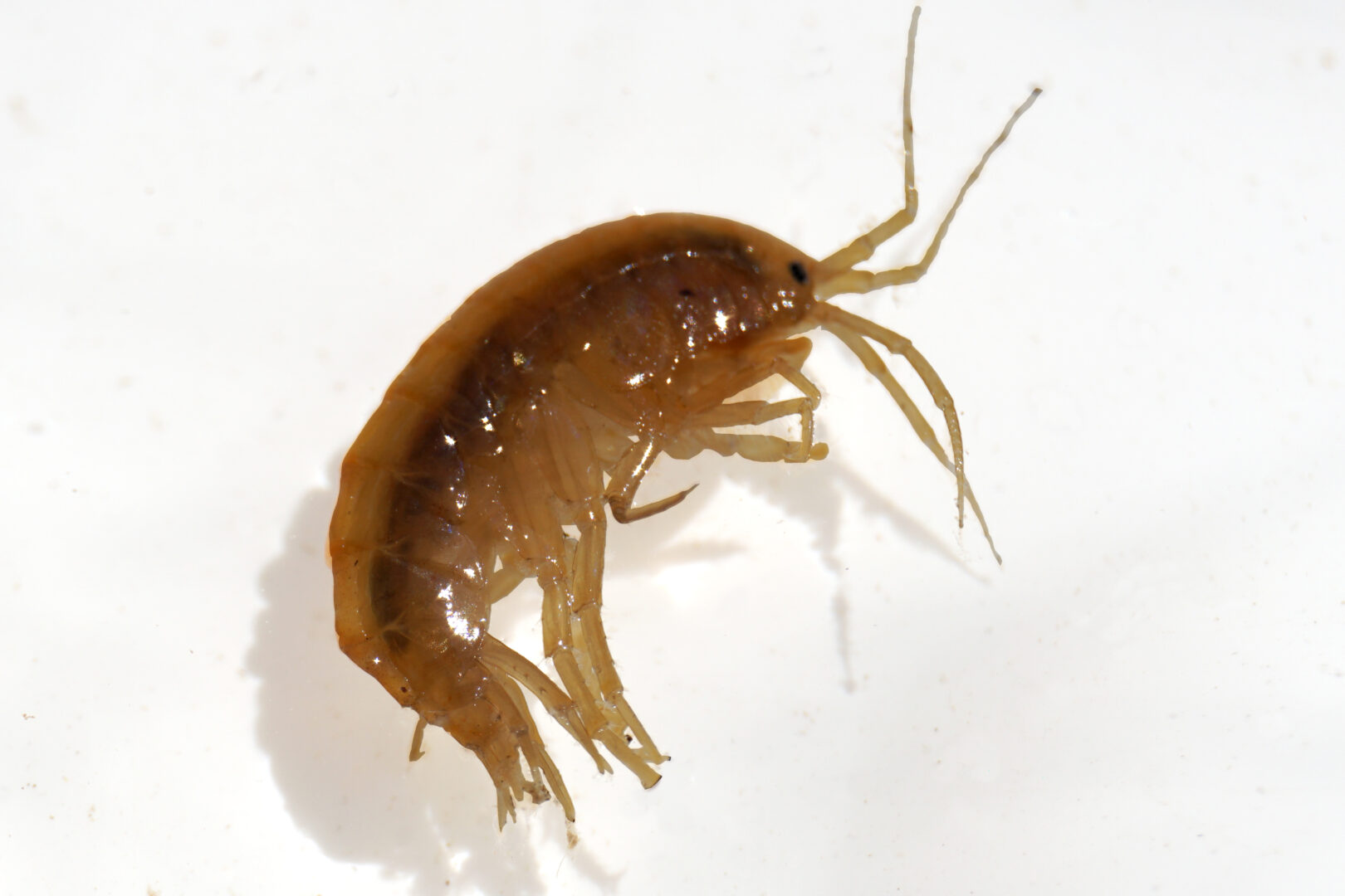 Gammaridae Die Diemel entfesselt